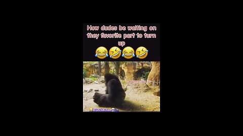 Gorillas (Getting Down) #😂 #lmao #🤣 #dead #💀 #gorilla #🦍 #gerogeofthejungle #🕺 #smash #🍆#girl