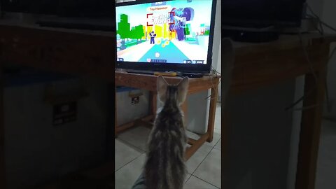 ❤️ KUCIL (KUCING BOCIL) 💞 #shorts #kucing #kucinglucu