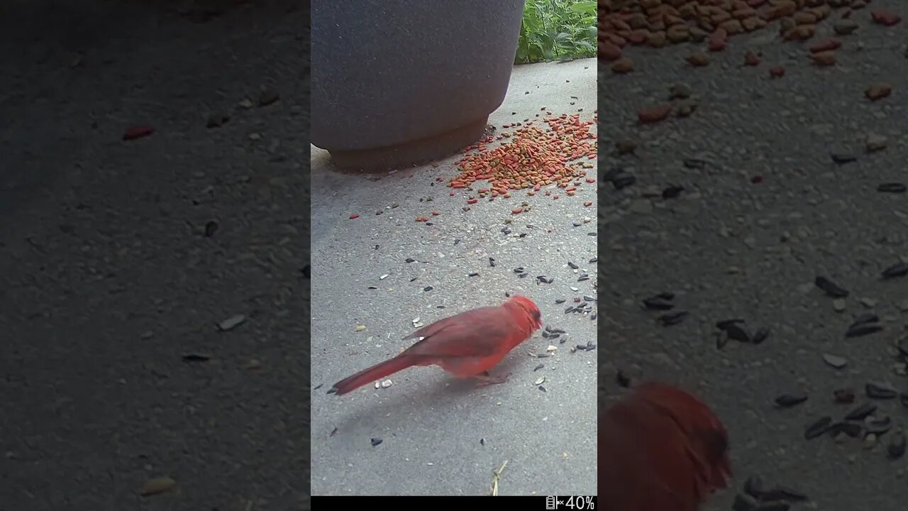 Mr. Cardinal Visits! 🐦