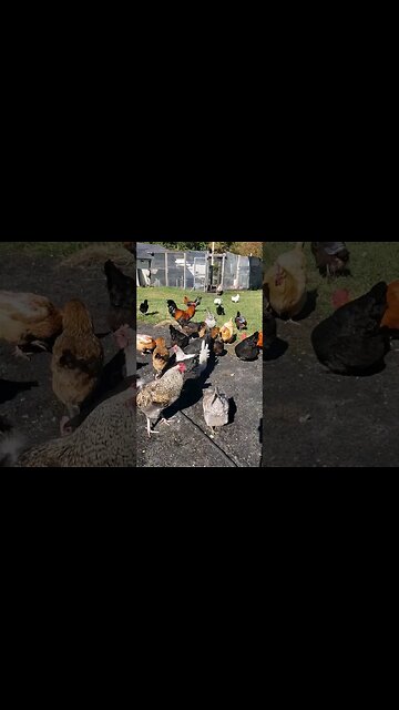Peanut Time Is Their Favorite #chickenlife #chickenshorts #chickens #backyardchickens #rooster #hen