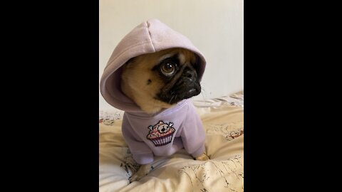 Raving Pug hits every beat