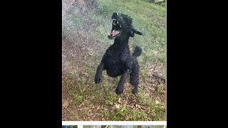 Standard poodle go’s crazy after water hose.