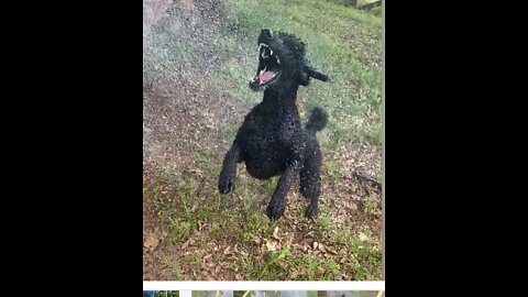 Standard poodle go’s crazy after water hose.