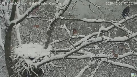 Hays Eagles Dad flyby of nest 2020 12 02 7:28:41