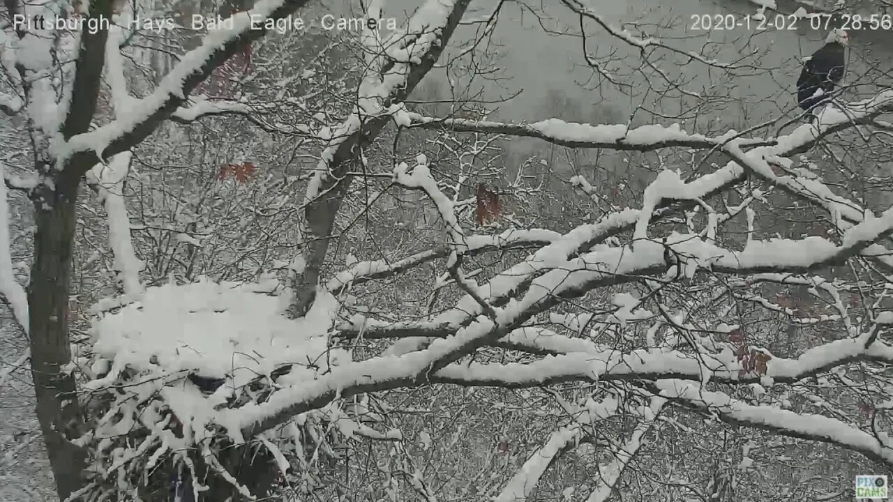 Hays Eagles Dad flyby of nest 2020 12 02 7:28:41