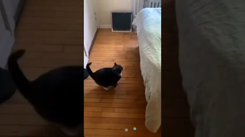 funny cat videos | cute cat videos| cute animals funny cats #shorts #shortsfunny #cutecat #funnycat