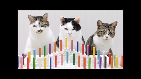 Cats and Domino