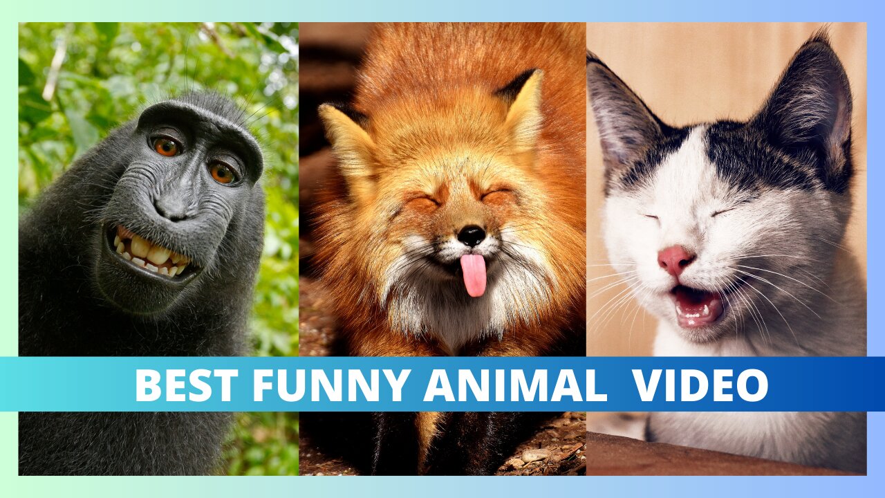 Best funny animal video