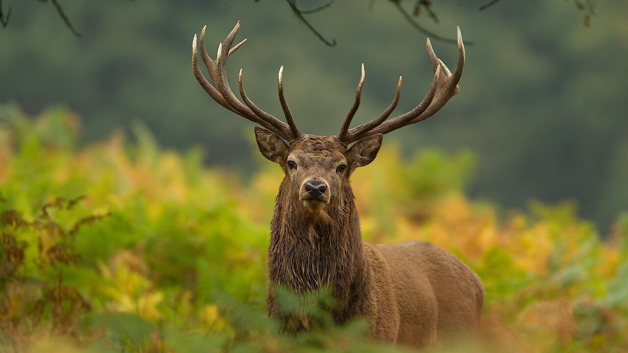 5 Fun Facts About The Red Deer