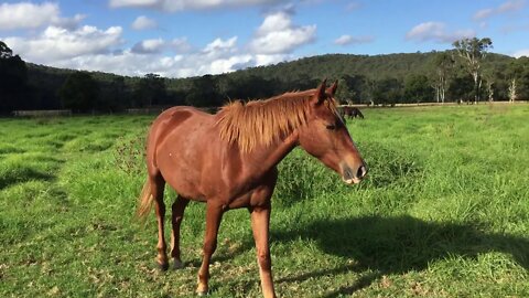 Stunning brumby thriving on lush pasture