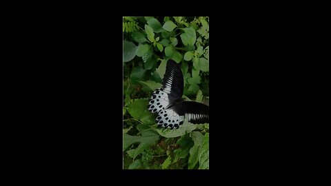 amazing clips of butterflies 🦋