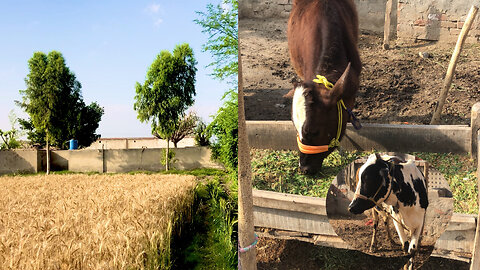 Village vlog with animals after heavy Rain