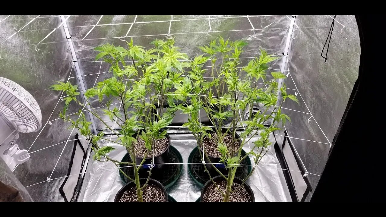 The Leroy BX75 by The BigKush "Just the Tip! Episode 2" Leaf Strip Finale! Day 0 Flower!