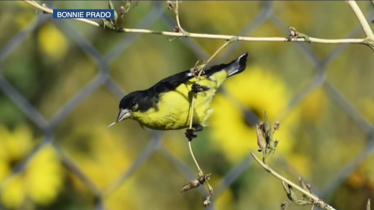 Backyard Bird Count this weekend