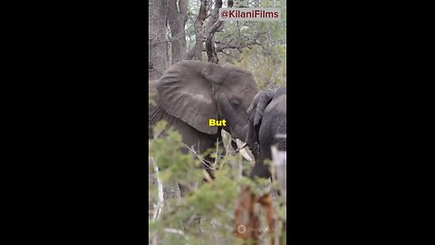 Why are elephants scared of mice?