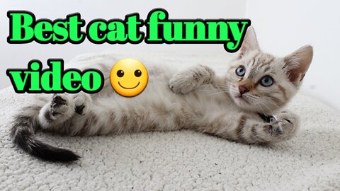 Beautiful cat funny video 2022