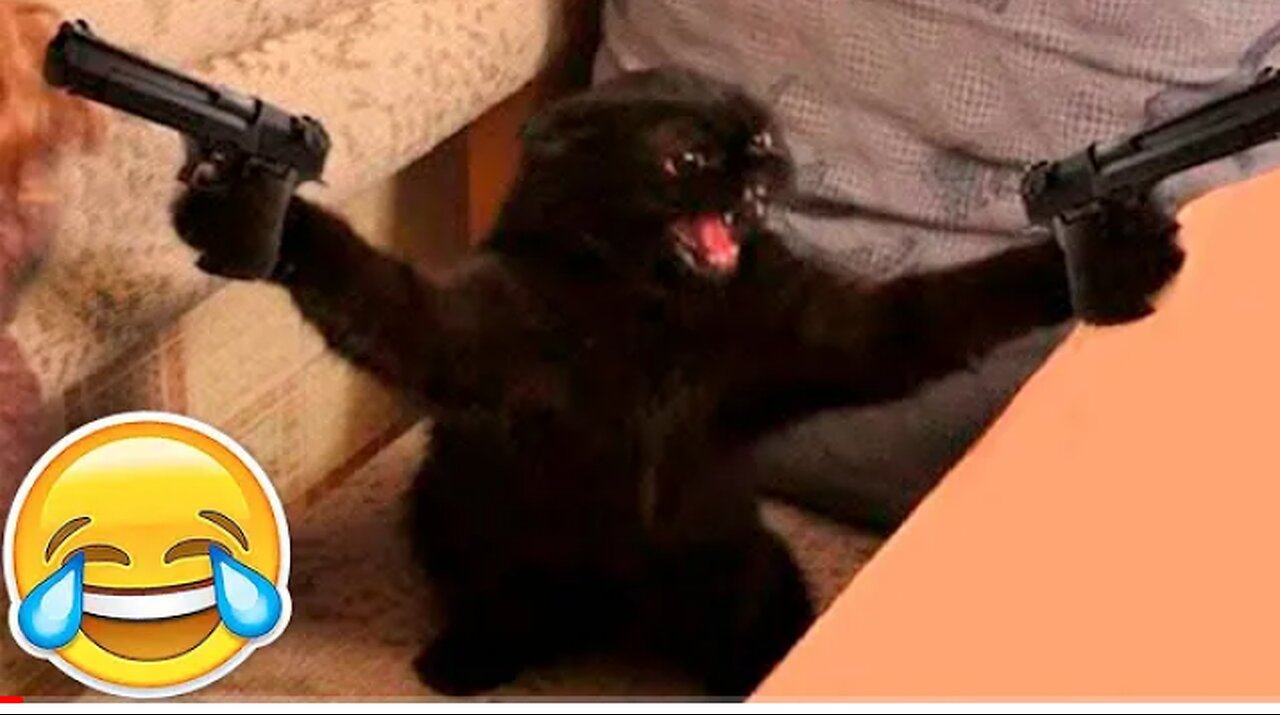 New funny animals 😂 funniest cats and Dogs video
