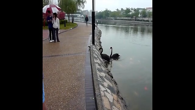 Baby Black Swan Family