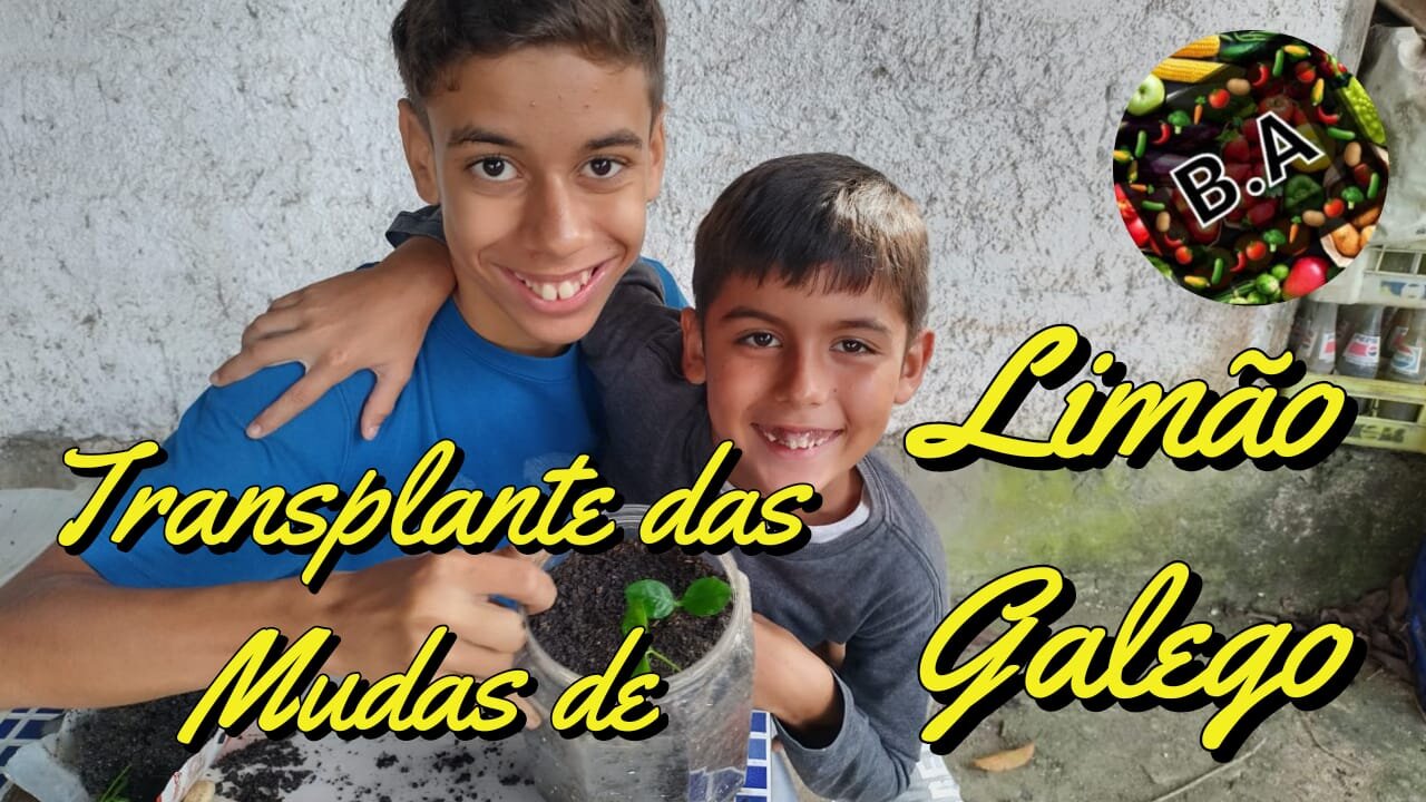 Como Transplantar Mudas de Limão Galego #diy #diygarden #hortaorganica