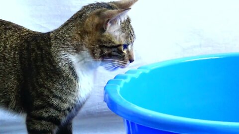 Kitten Rudolph Is Intrigued as He Discovers Two Mysterious Basins