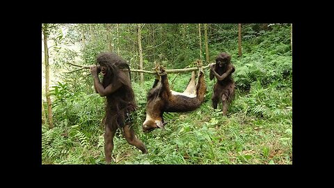 Primitive life Forest People Animal trapping skills of forest people