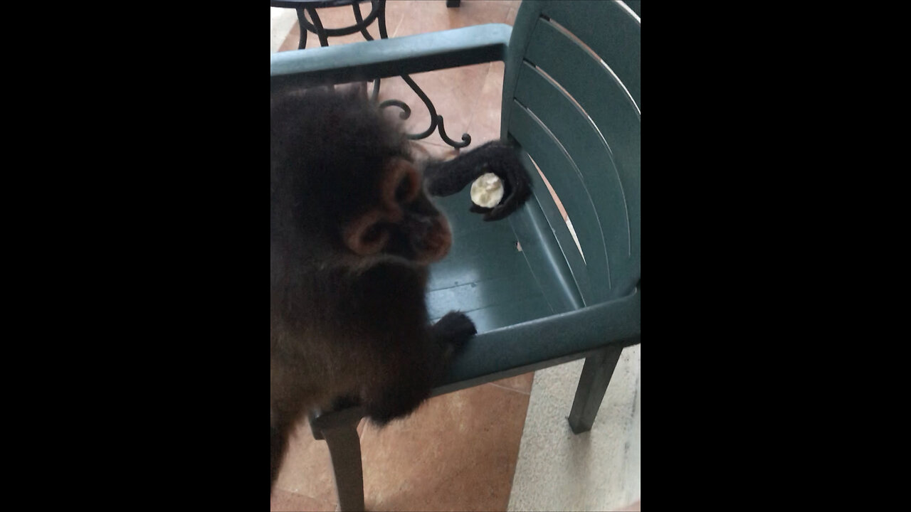 Young Spider Monkey Eating Another Banana