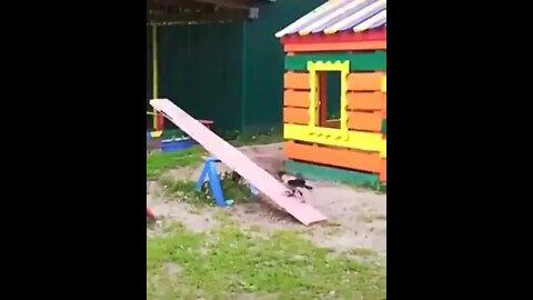 Crow Having Fun