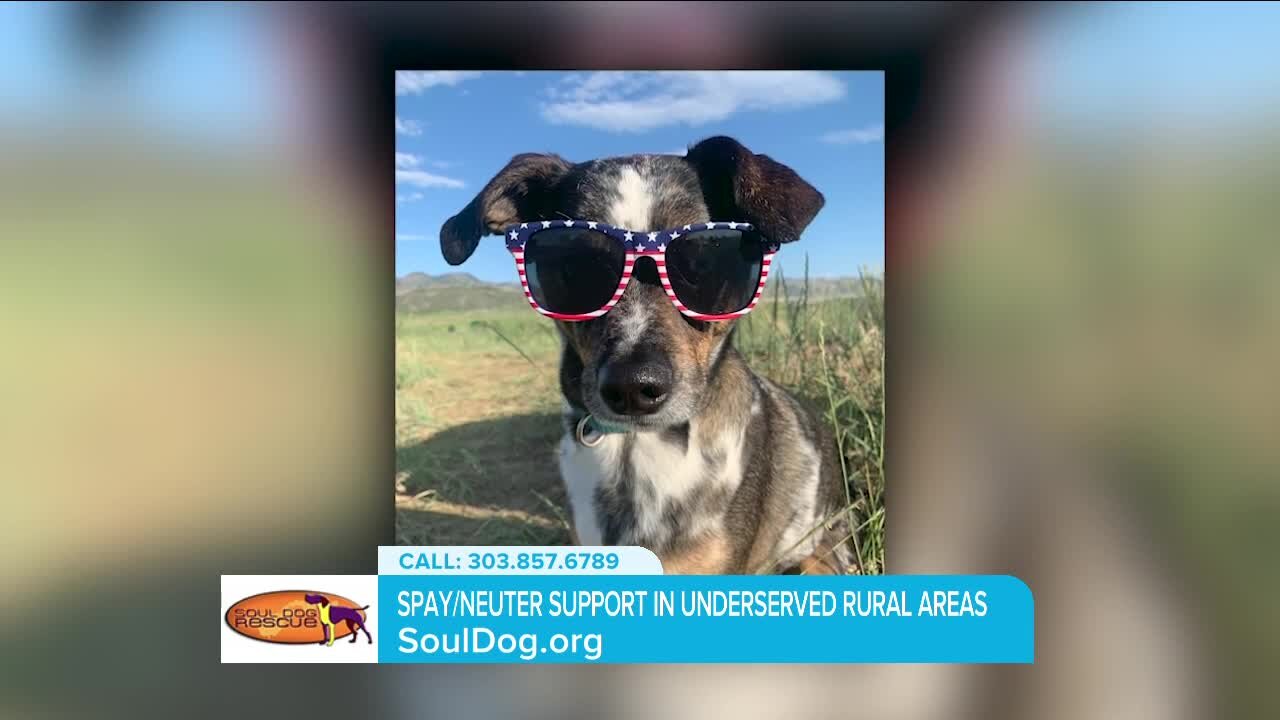 Support in Underserved Areas // Soul Dog Rescue