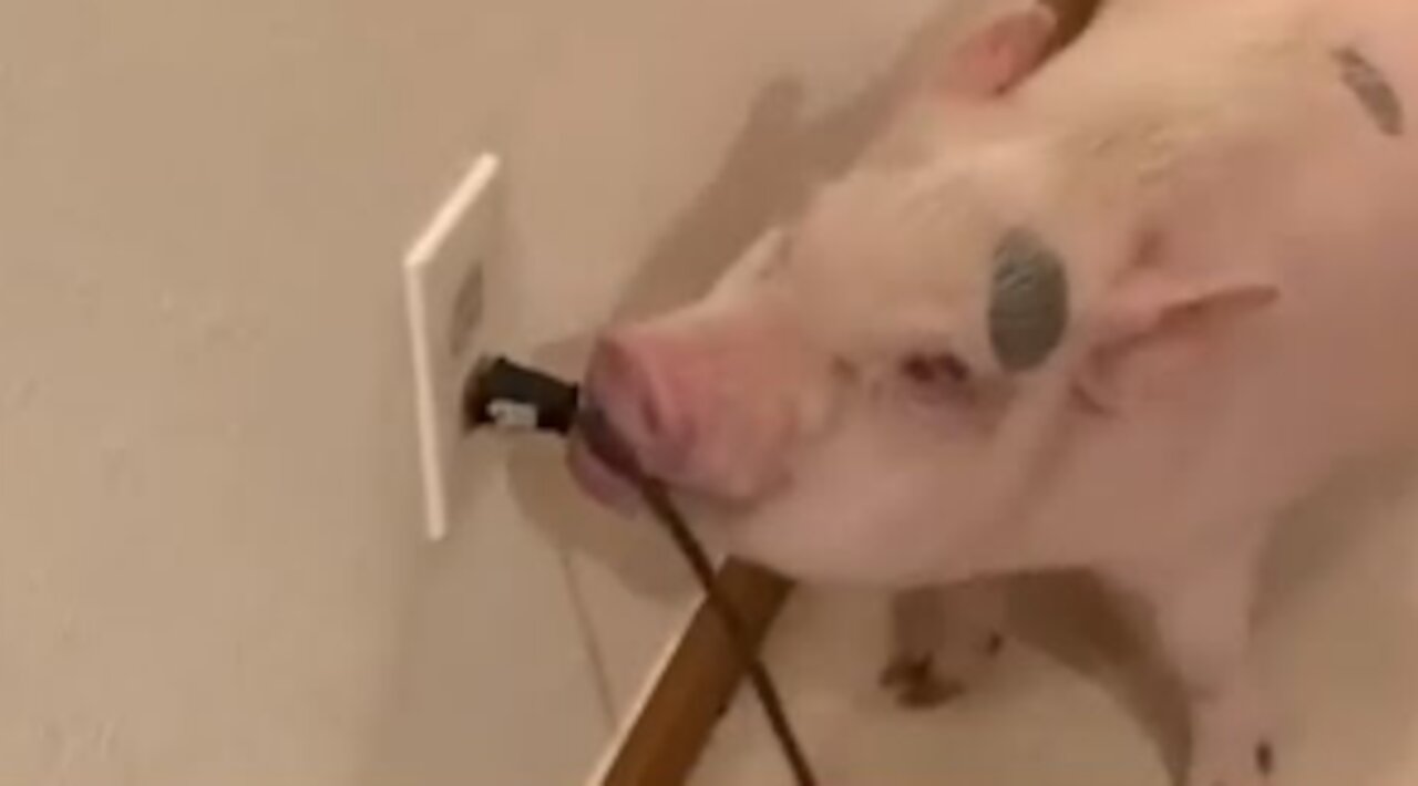 Pig Annoyed by Vacuum Cleaner And Unplugs it Each Time