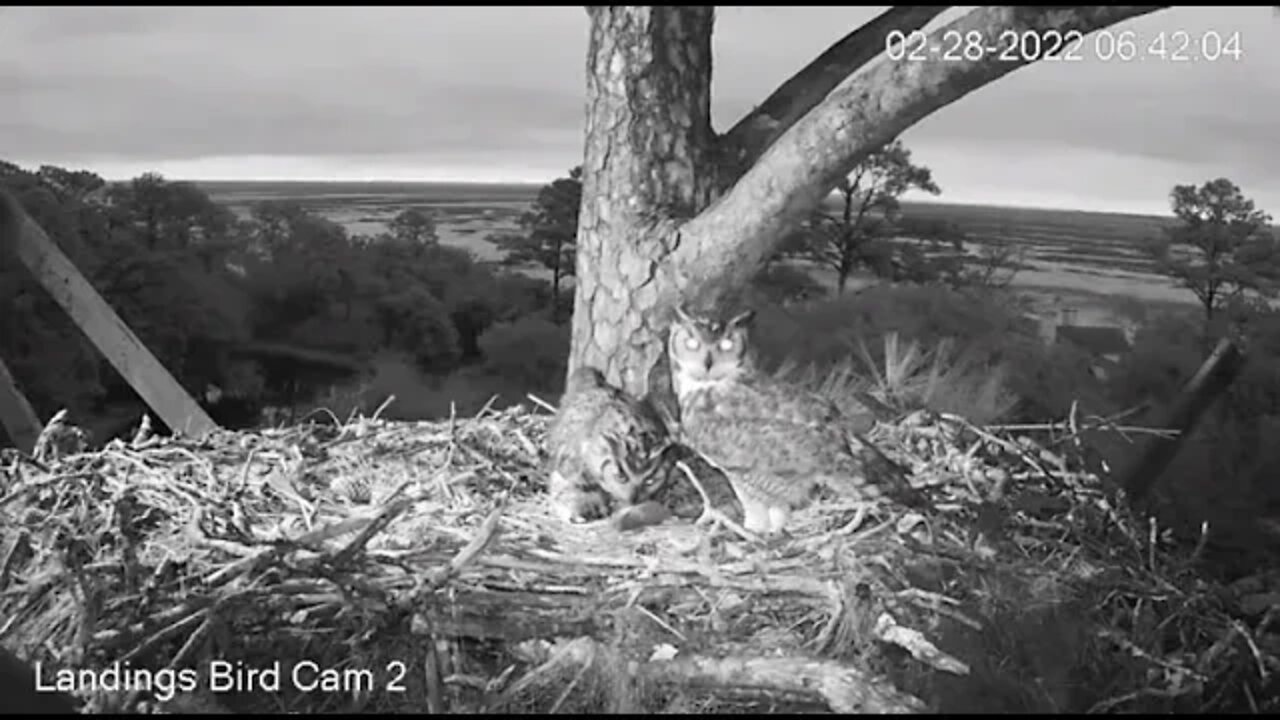 Dad Serves Up Breakfast-CamTwo 🦉 2/28/22 06:42