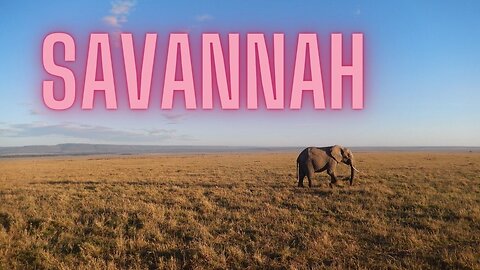 Savannah