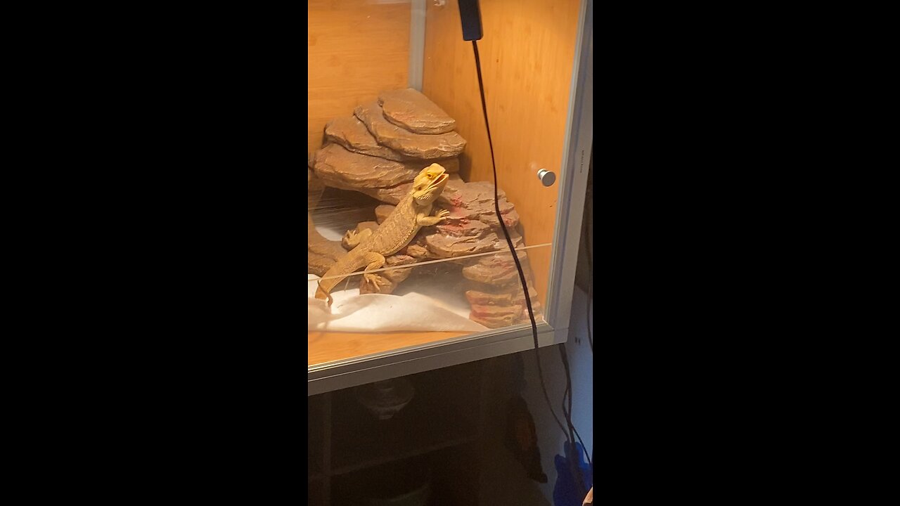 Bearded Dragon Sees my Naked for the First Time Lmao