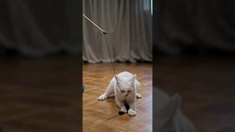 cat's funny moments (3)