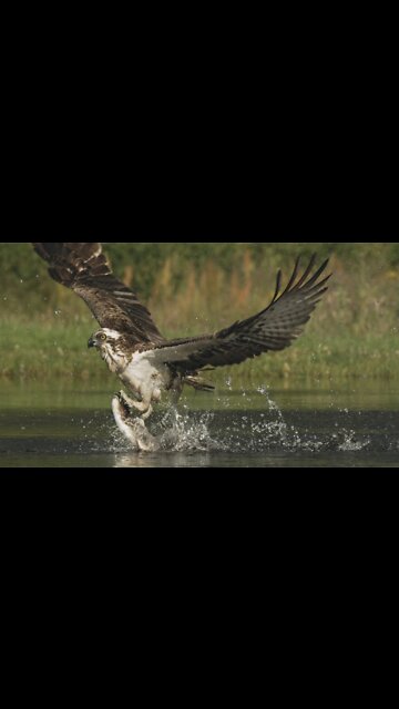 An osprey fishing in spectacular super slow motion | Highlands - Scotland's Wild Heart