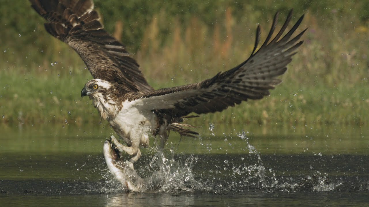 An osprey fishing in spectacular super slow motion | Highlands - Scotland's Wild Heart