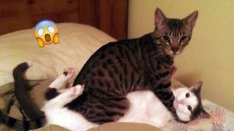 Funny animal videos cat and dog funny moment #20