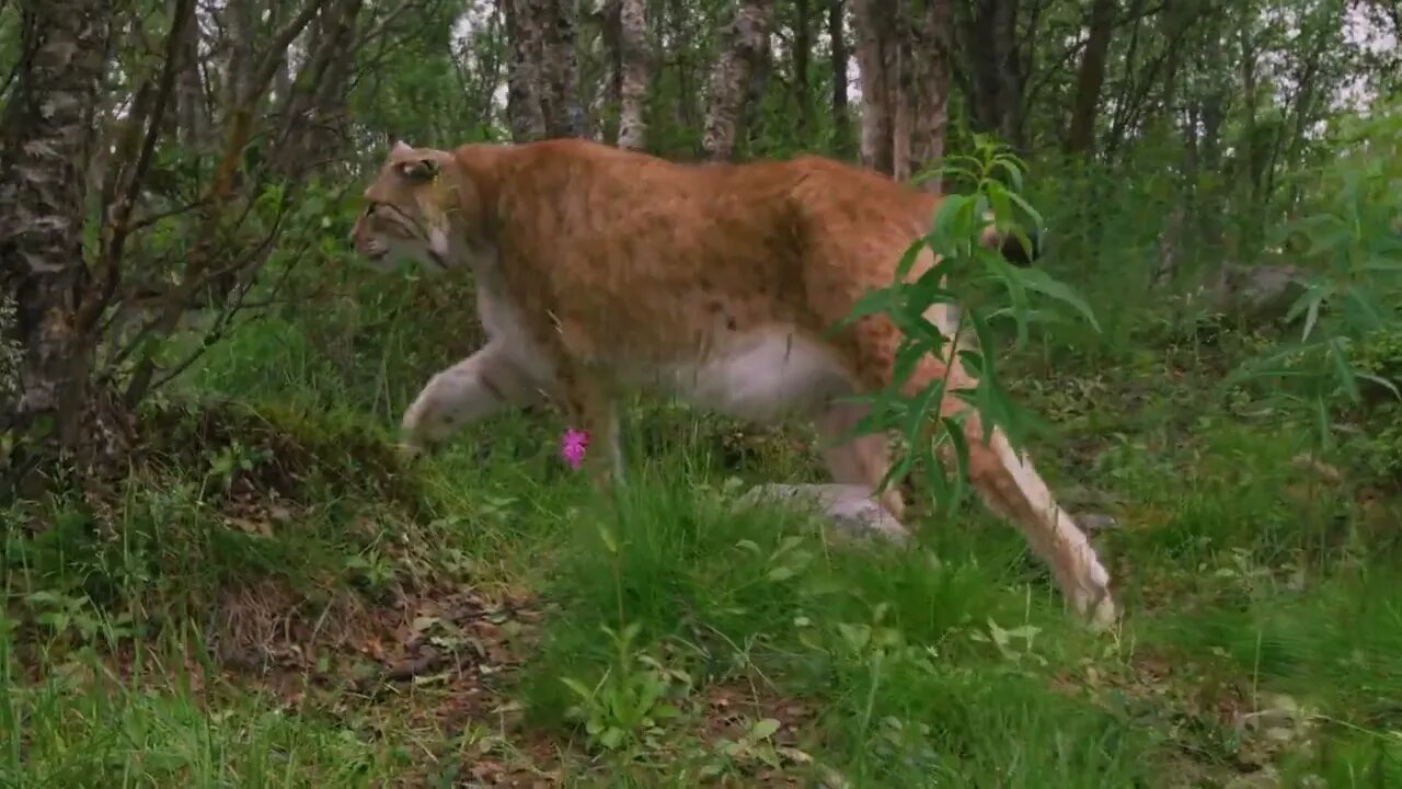 Close-up of a european lynx walking in the forest at summer7