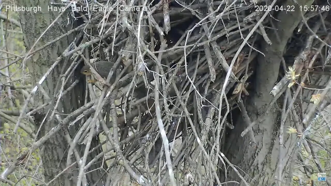 Hays Eagles nest Those pesky squirrels 4.22.20