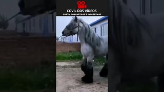 cavalo gigante