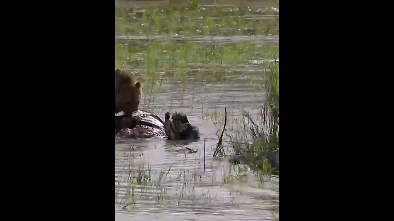 Lion Battles Crocodile