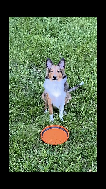 Dog is serious about touching his frisbee