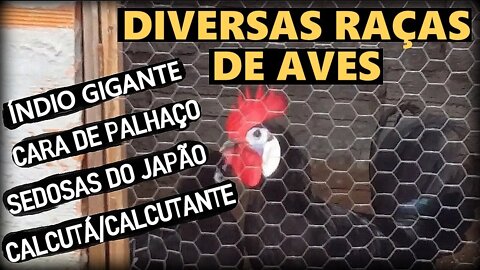 Diversas raças de aves: Índio gigante, Calcutá, Cara de palhaço, Sedosas do Japão Etc..