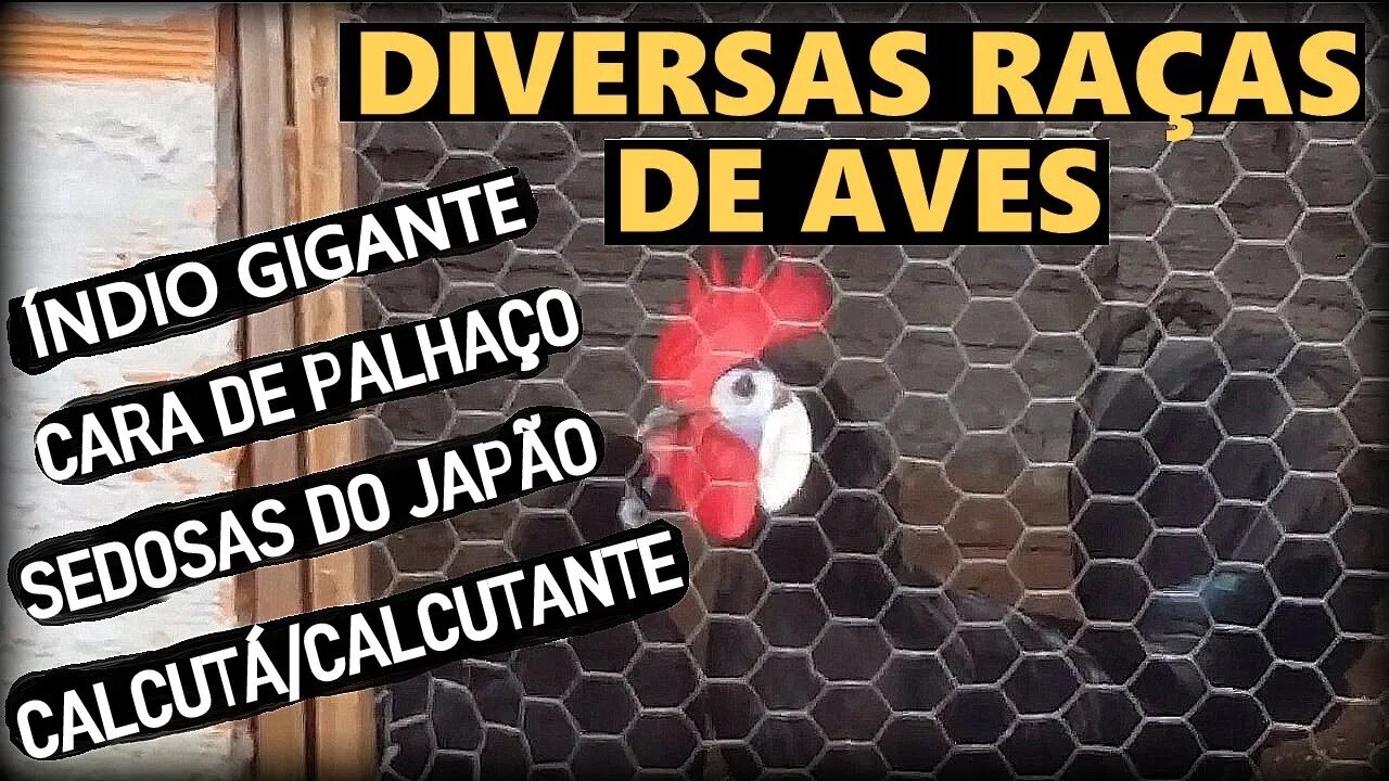 Diversas raças de aves: Índio gigante, Calcutá, Cara de palhaço, Sedosas do Japão Etc..