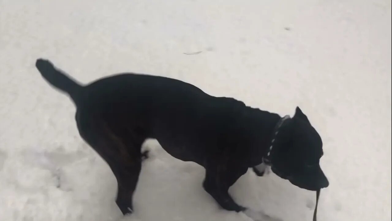 ASC’s Reptar, who will be 8 years old next week: Playing in Mississippi snow 01/16/2022