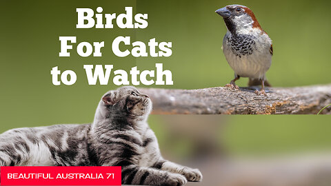 Birds for cats to watch | Beautiful Australia71