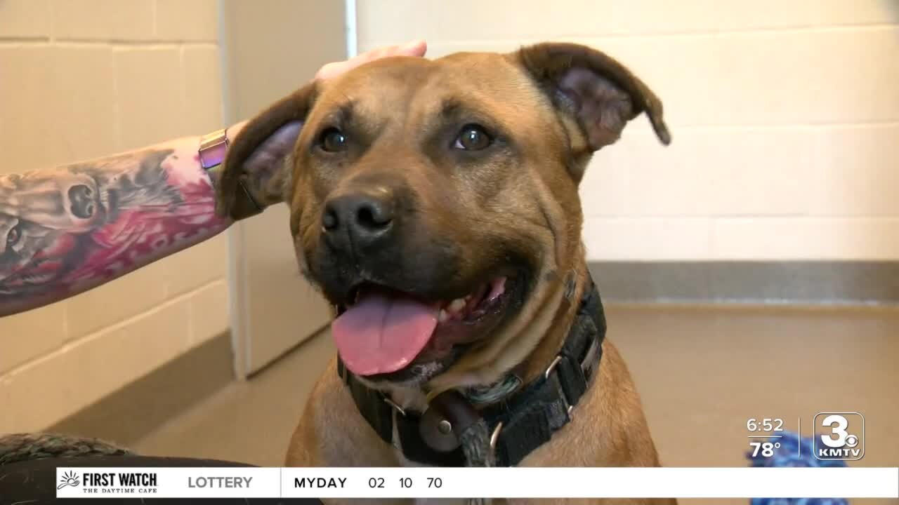 Adoption Option: Sarah at the Midlands Humane Society