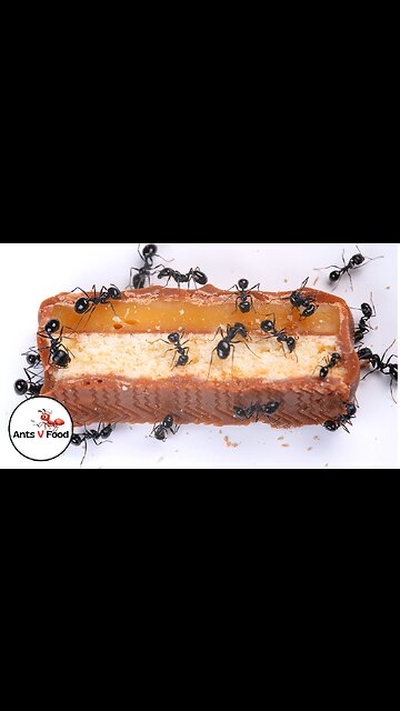 Ants vs Twix Food Time Lapse Short Version