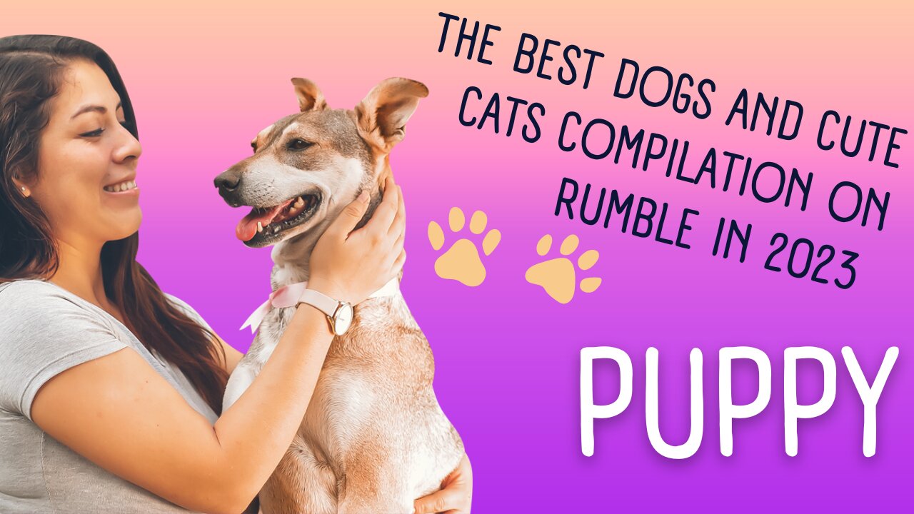 The Best Dogs and Cute Cats Compilation on Rumble in 2023