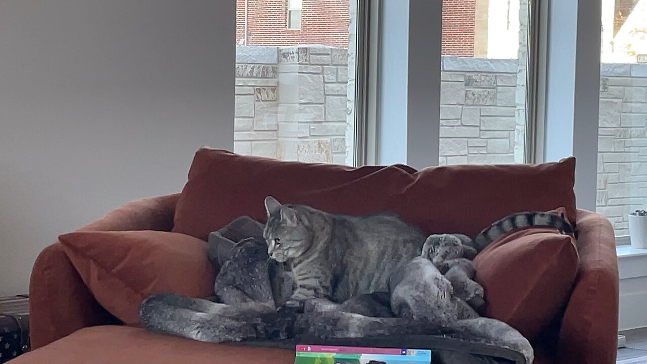 Roxshema the Great III Jr