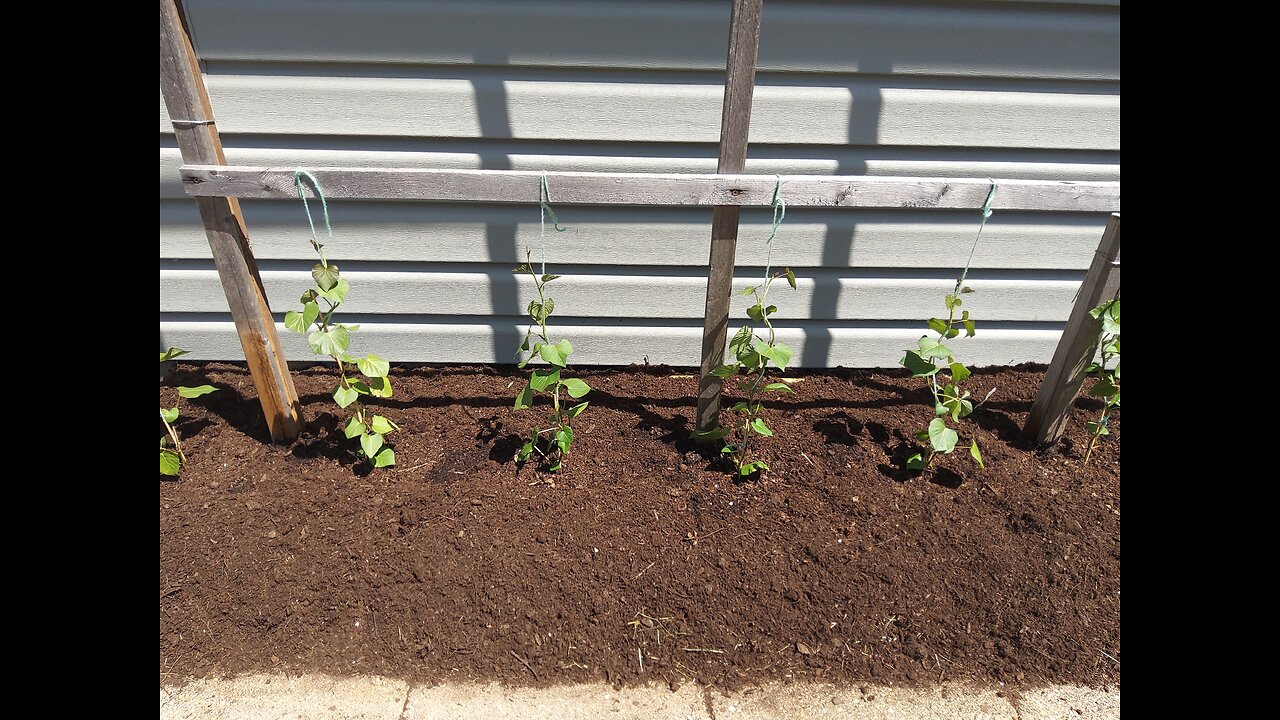 Stringing up Georgia Jet sweet potato plants 5/12/23